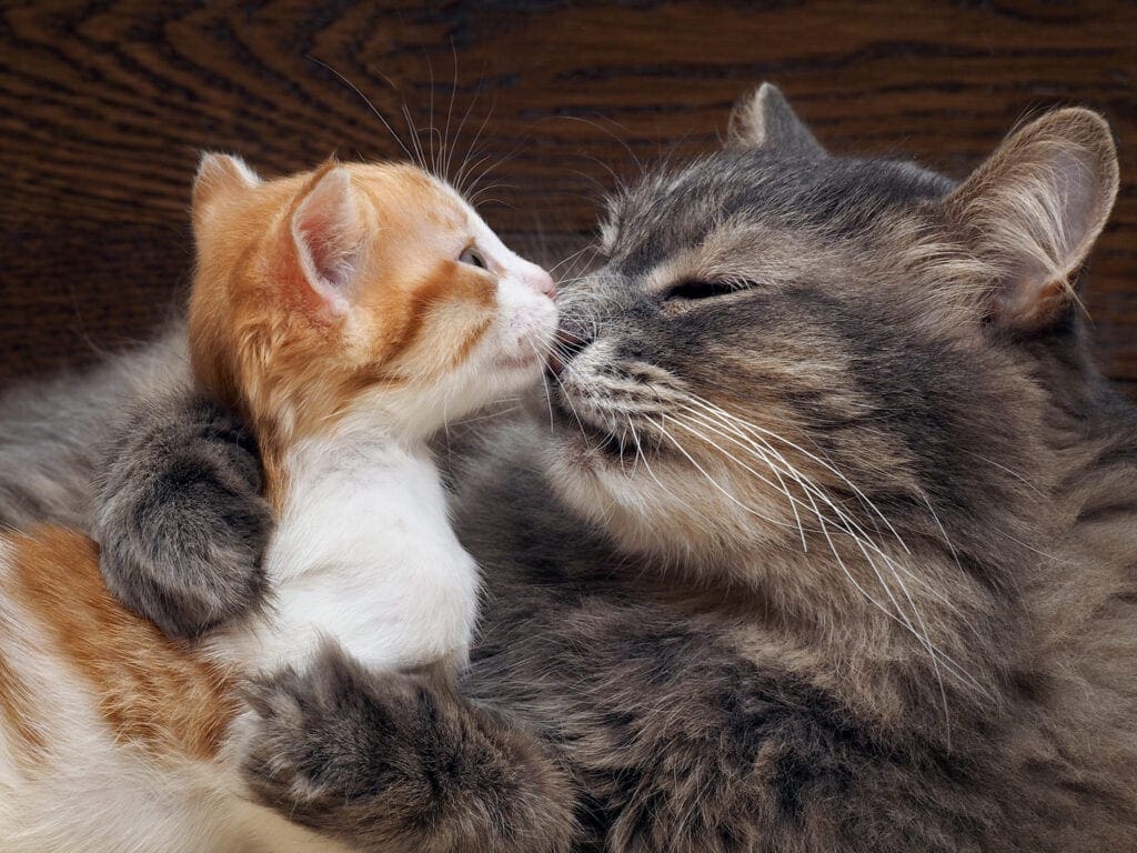 Cats cuddled up together