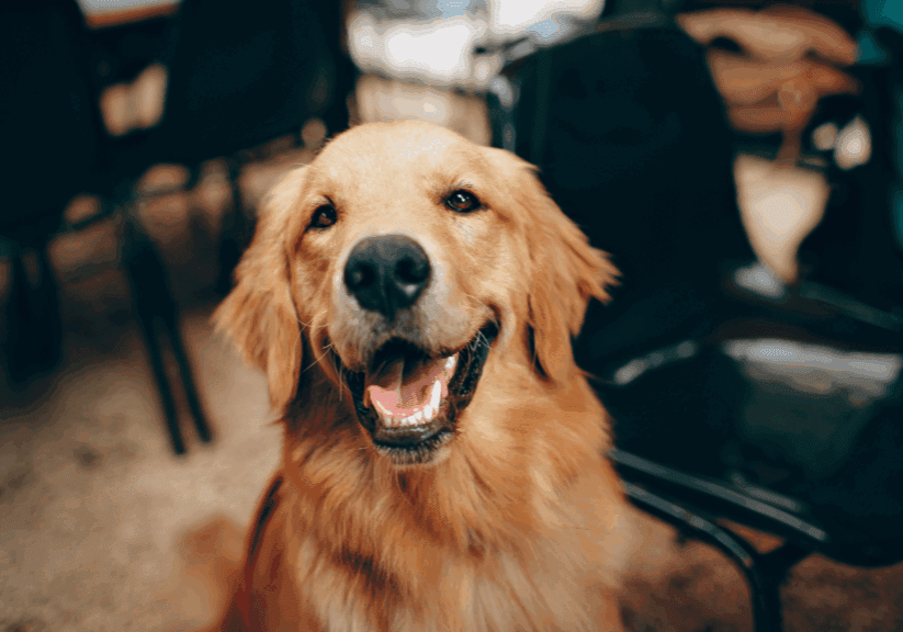 dog-pet-planning-mark-moss