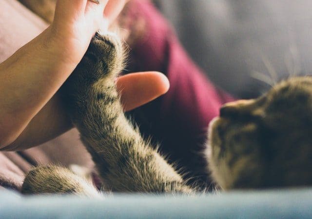 A cat high-fiving a human